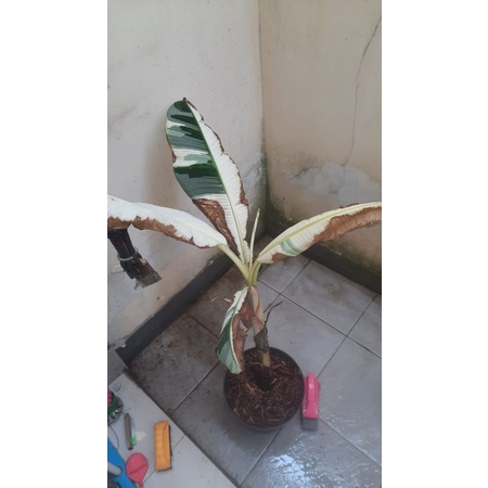 Pohon Pisang Varigata/Variegata Albo (bisa berbuah) - sangat langka