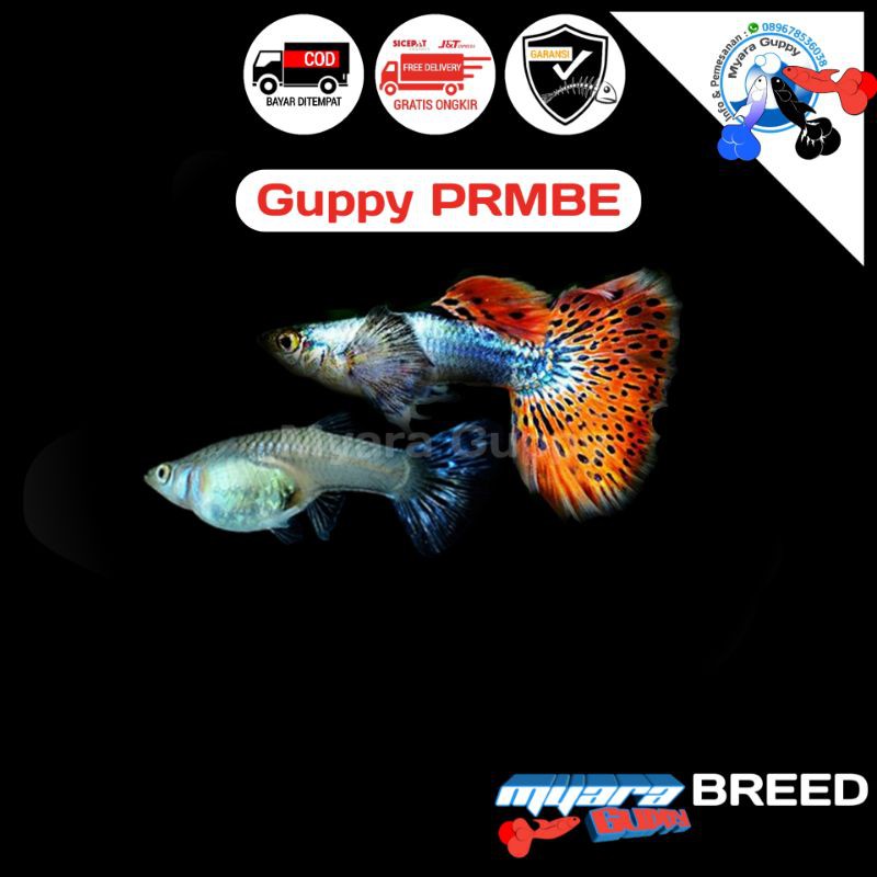 Ikan Hias Guppy Platinum Red Mozaik Big Ear