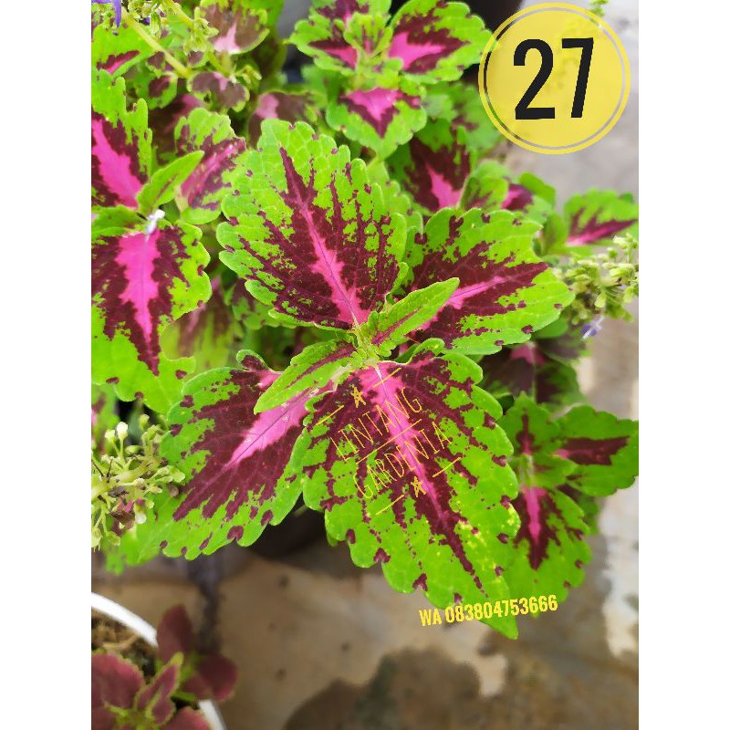 Miana Coleus id No 27