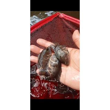 ikan Oscar tiger batik