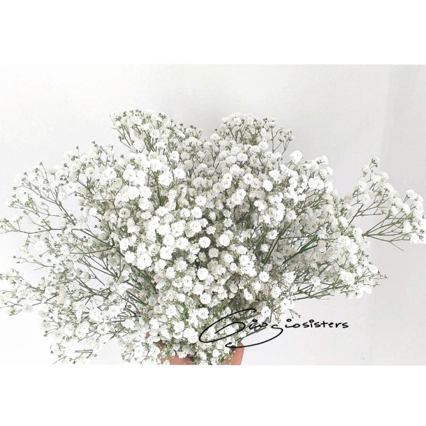 FRESH Baby Breath Import | Baby Breath Segar | Baby Breath Fresh | Gypsophila Fresh