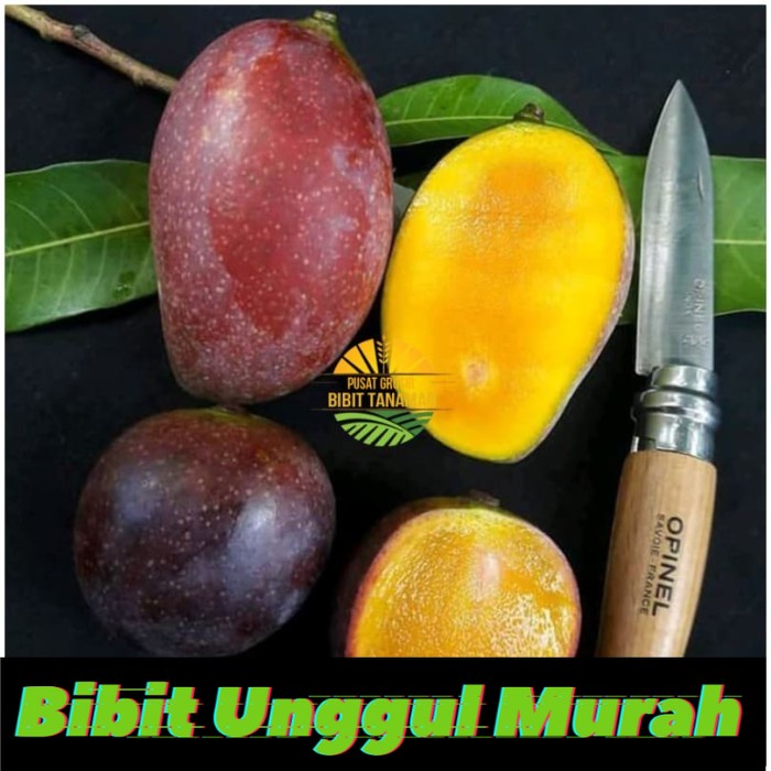 Bibit Mangga kasturi