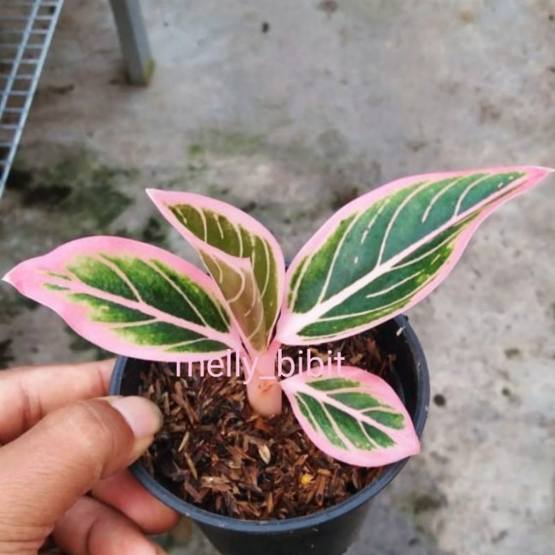 PROMO!! Paket Bonggol Aglonema Lotus , Khanza,reanita (3)