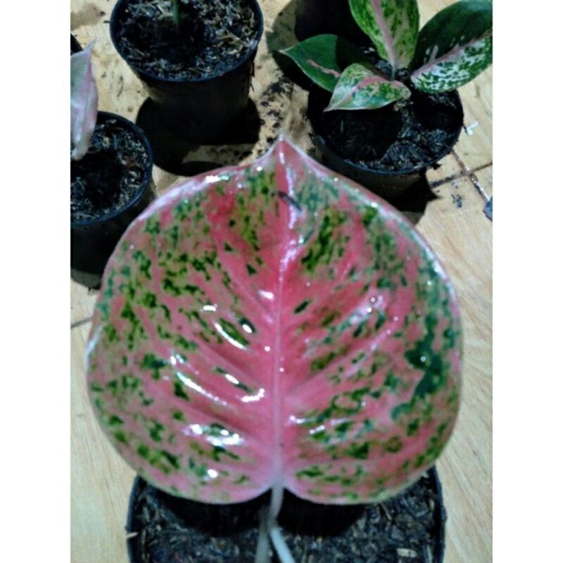 aglonema wulandari bibit anakan