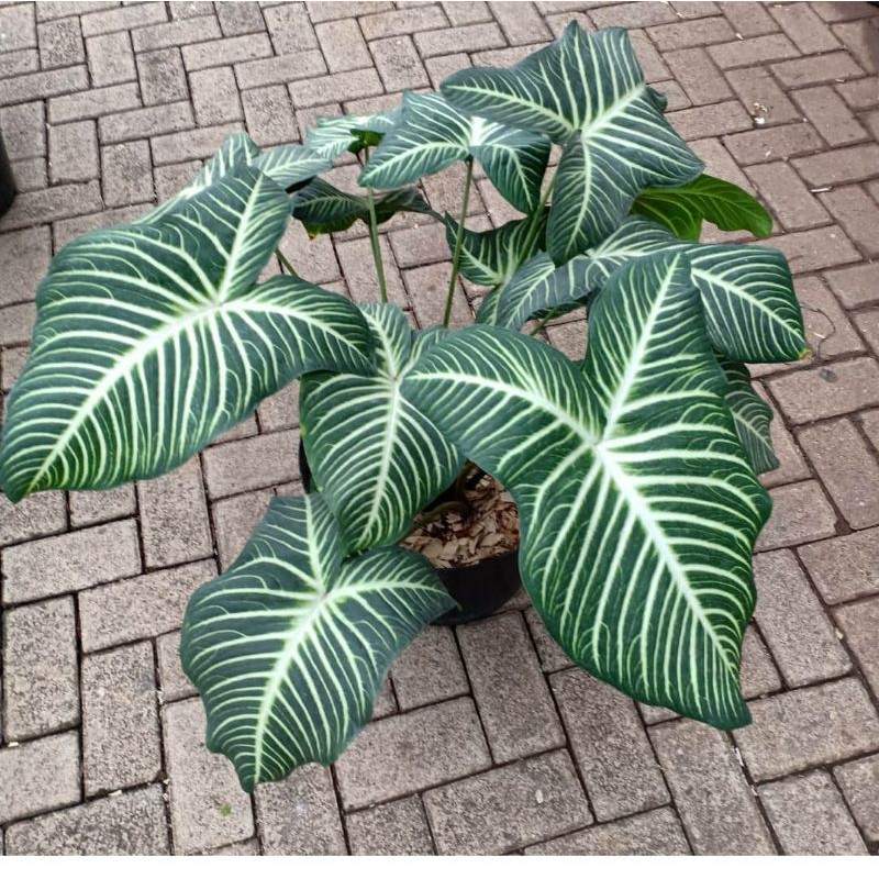 antasoma Lindenii / keladi zebra ekspor