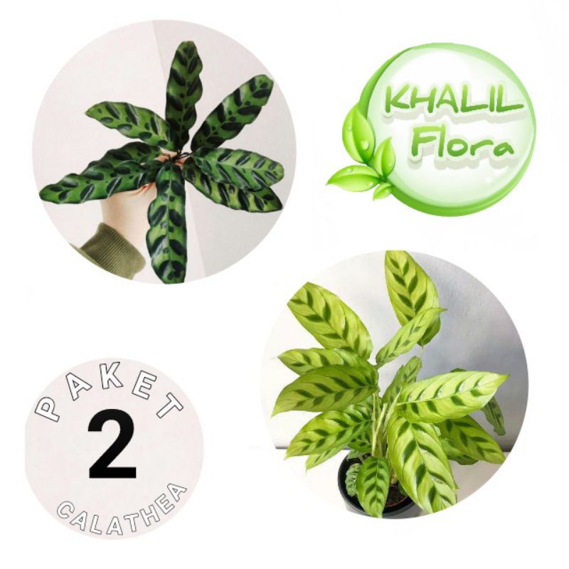 PAKET CALATHEA TANAMAN HIAS CALATHEA  2 JENIS