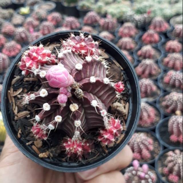 gymno purple ownroot