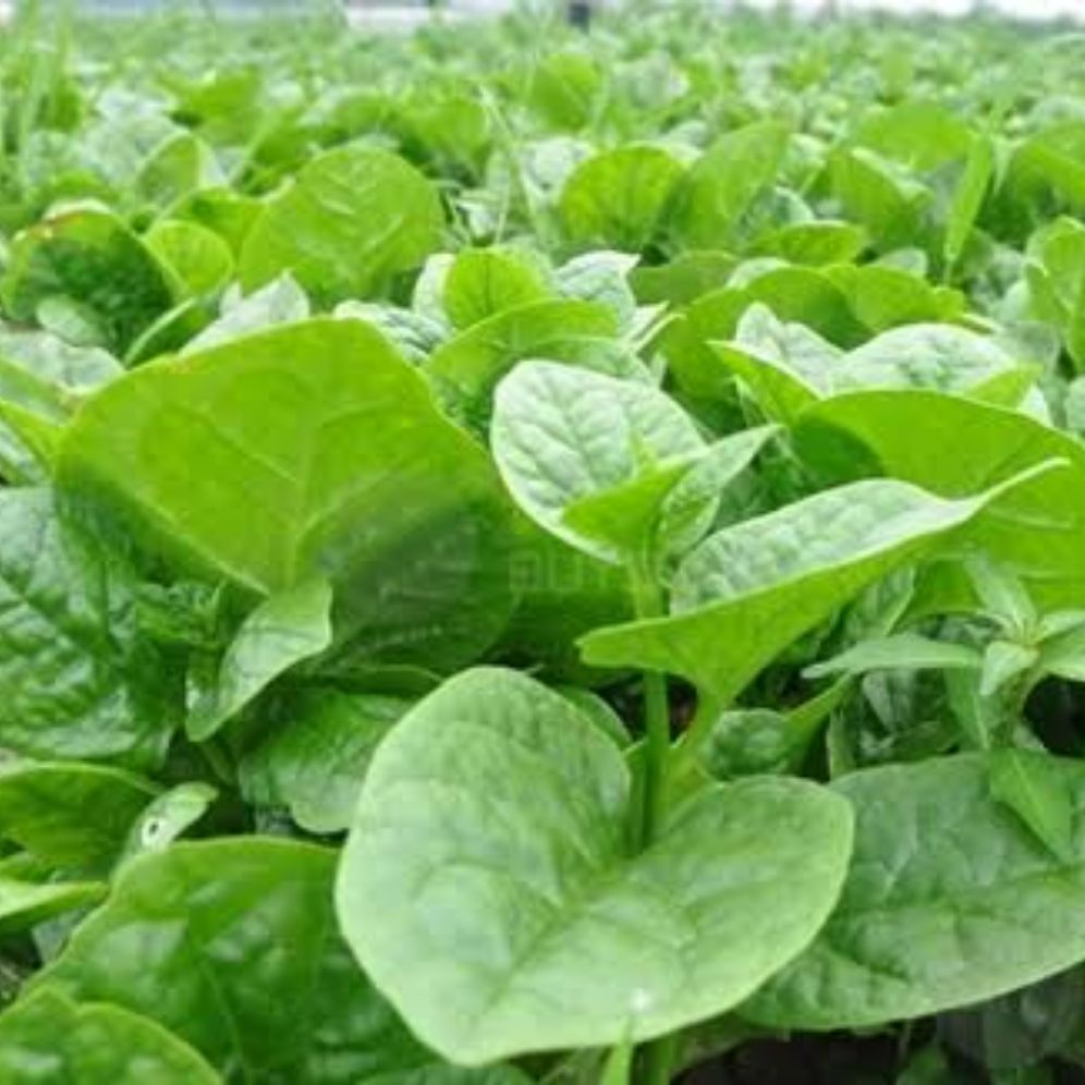 

BIBIT Bayam Super UNGGUL 500biji