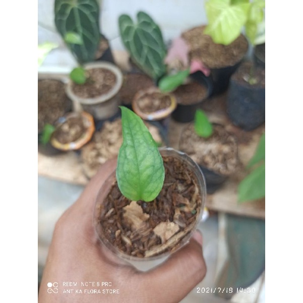 Tanaman Hias Epipremnum Skeleton Key/Bibit