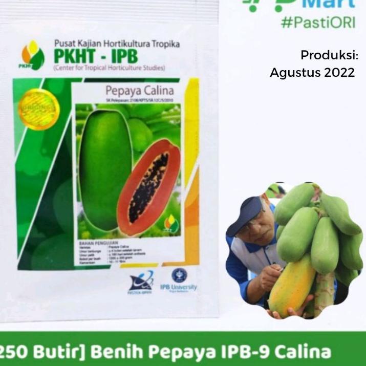 Tidak Diragukan.. Benih Pepaya Calina/California isi 250 butir inovasi IPB 9 PKHT