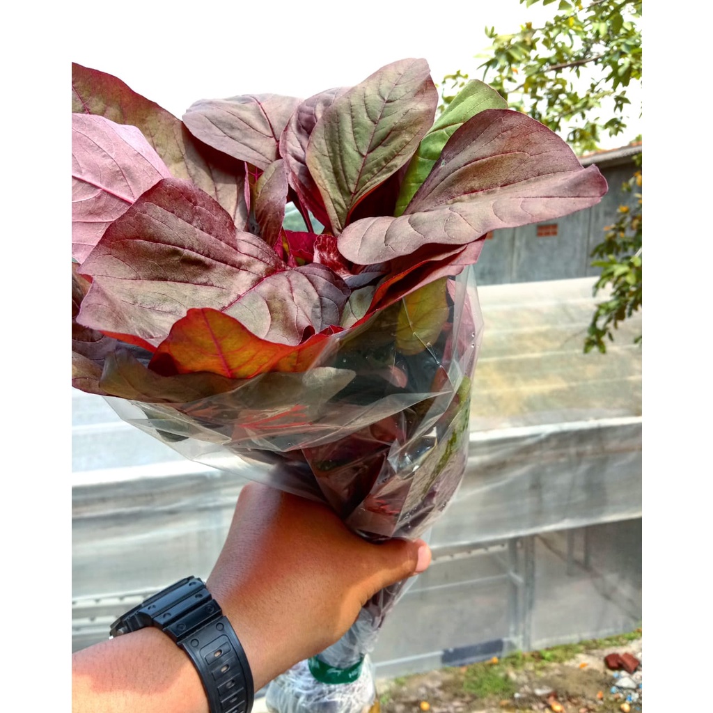 

Bayam Merah Per/kg 4 ikat 250g