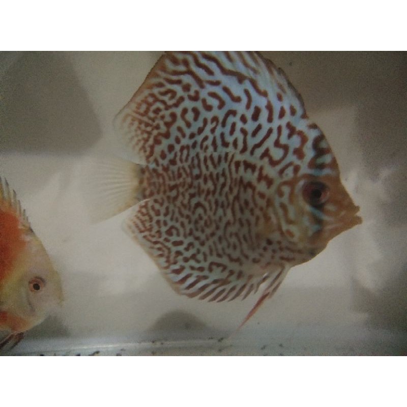 ikan discus lss