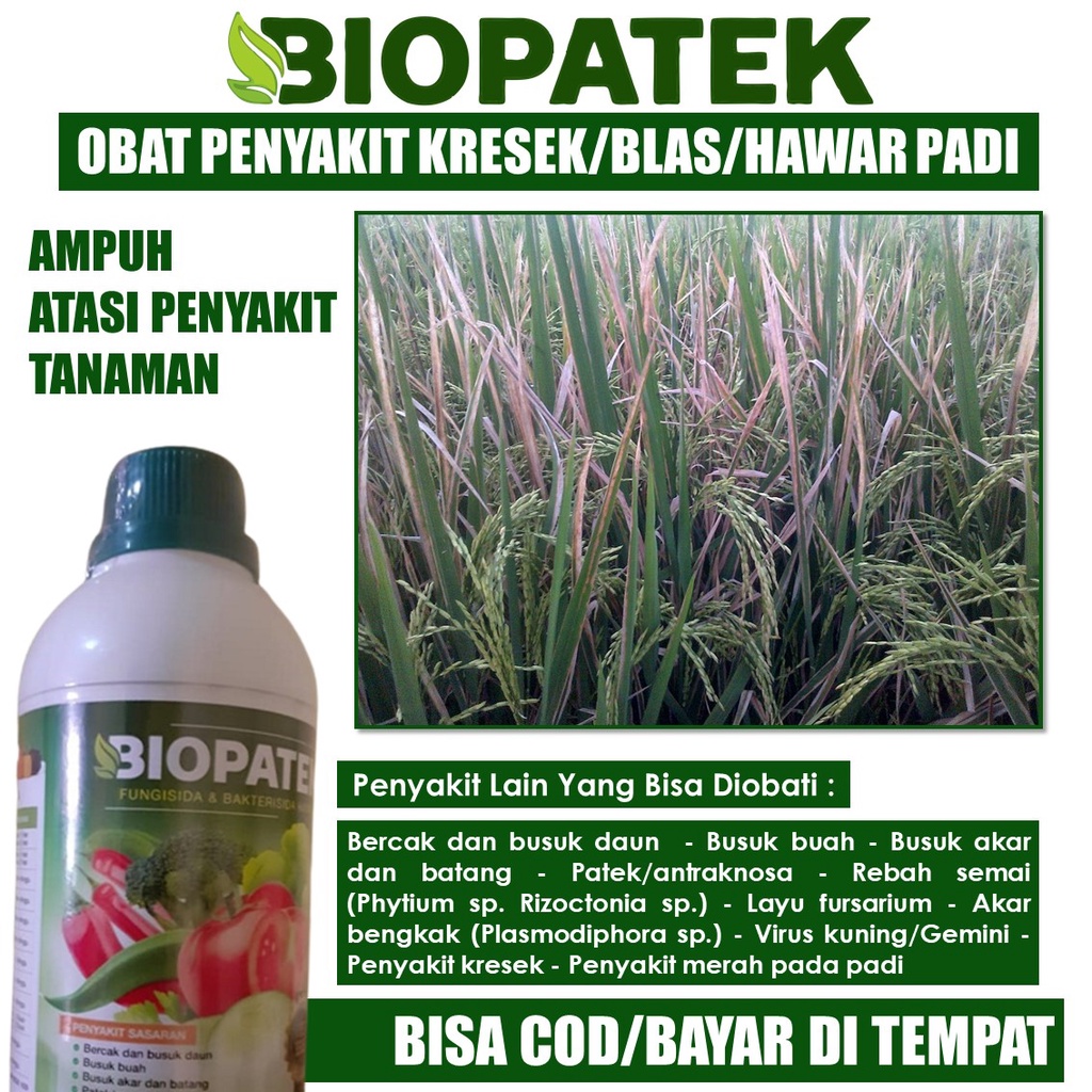100% Original Obat Kresek Padi Terbaik, Atasi Hama Padi Kresek Terpercaya - BIOPATEK Obat Penyakit P