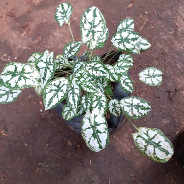 Tanaman Hias CALADIUM MUTIARA Singonium Liliput  Mudah Berakar siap semi