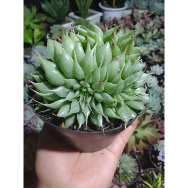 grapto silverstrip cluster