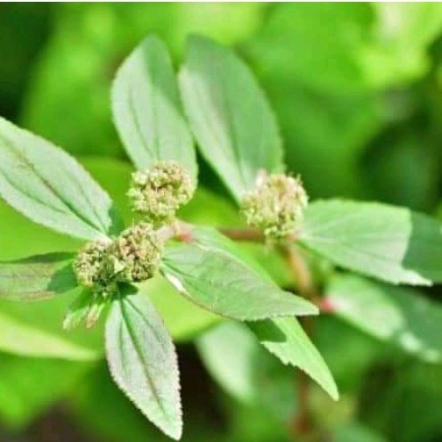 

Daun patikan kebo segar 1 kg