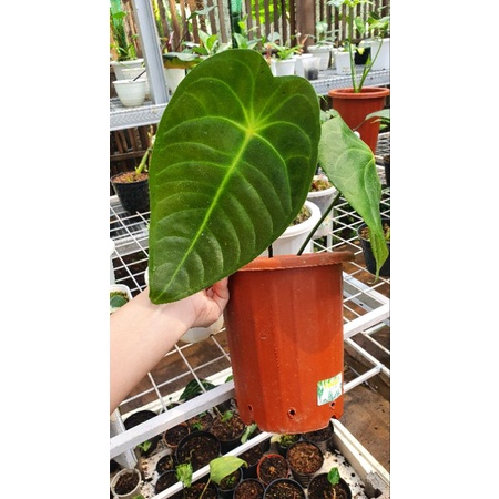 Anthurium Veitchii x Forgetii