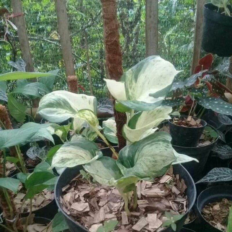 manjula srigading balon