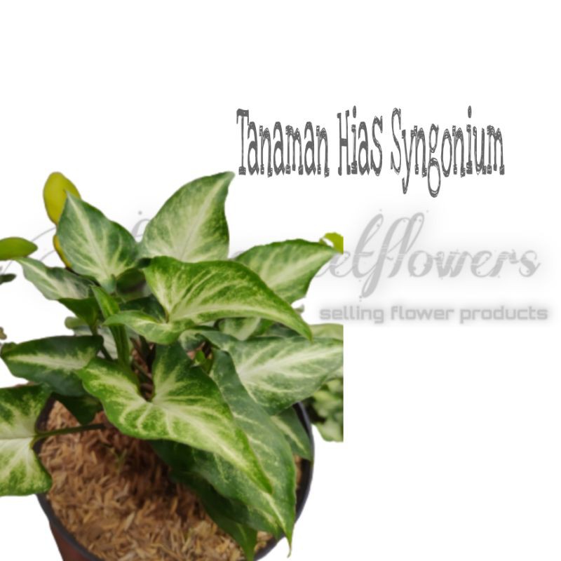 TANAMAN HIAS SYNGONIUM A GRADE |COD| PROMO SUPER MURAH. TANAMAN HIAS HIDUP ASLI