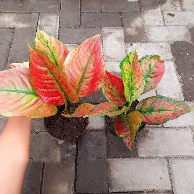 Aglonema heng heng merah remaja - tanaman hias hidup - bunga hidup - bunga aglonema - aglaonema mera