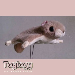 72+ Gambar Hewan Tupai Terbang Gratis Terbaru