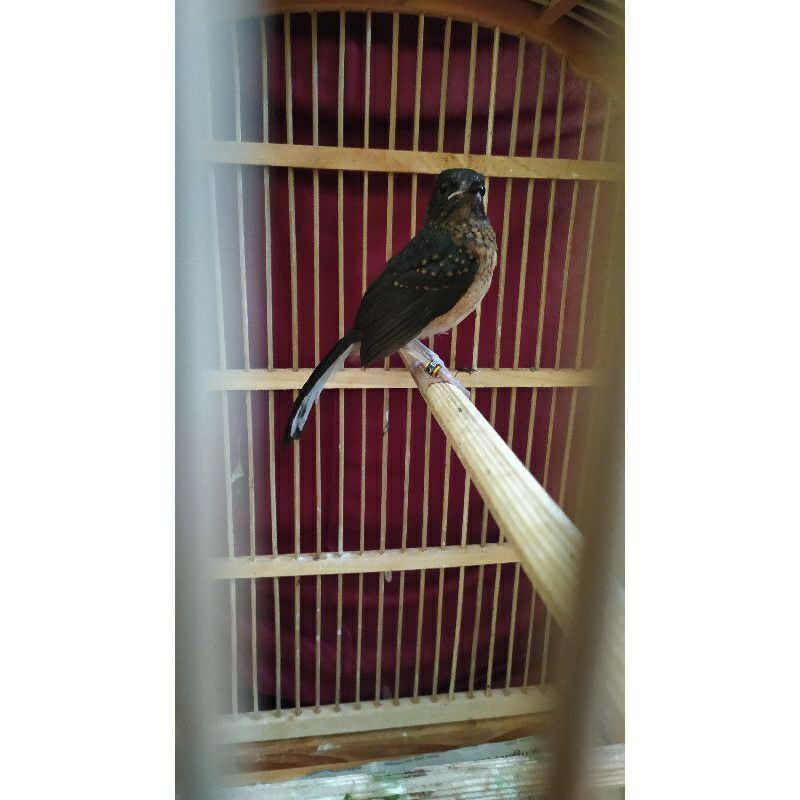 burung murai medan trotolan prediksi