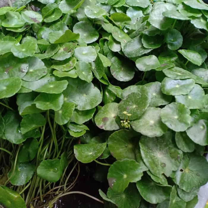 Tanaman Air Pegagan / Daun Pegagan / Tanaman Hias / Pegagan