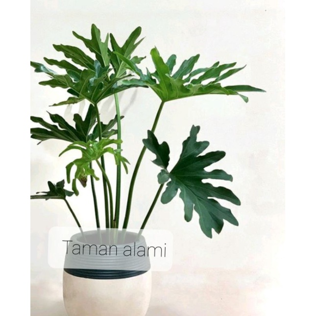 philo jari daun besar - philodendron selloum jumbo