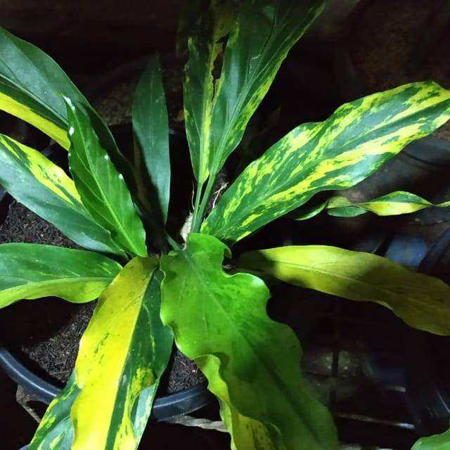 Antharium Gelombang Cinta Varigata