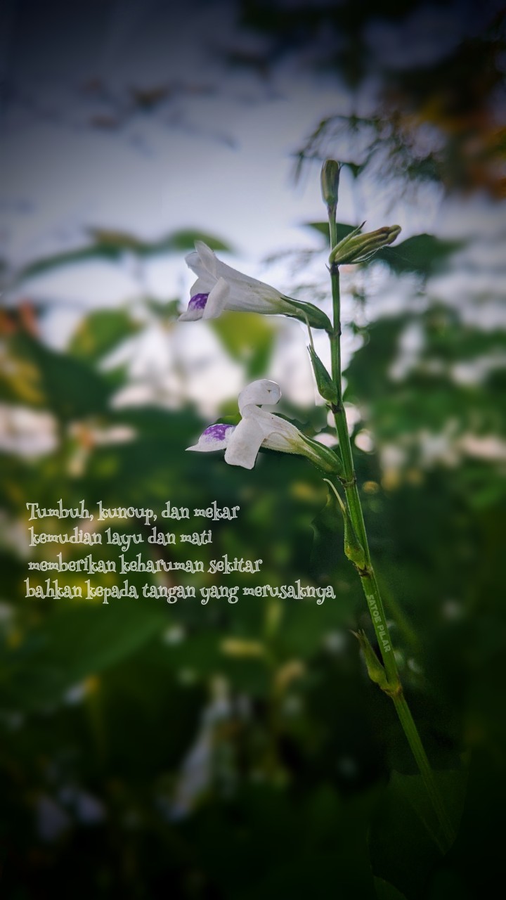 Ajibhanu Kemeja Batik Pria Full Furing Katun Primisima Batik Solo Batik Pria Eksklusif Modern