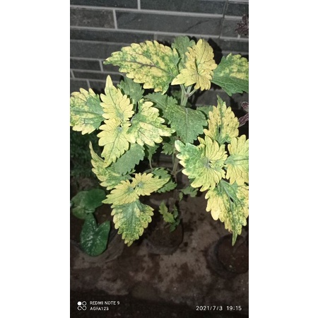 Tanaman hias miana/Miana berakar/Bunga miana/Miana