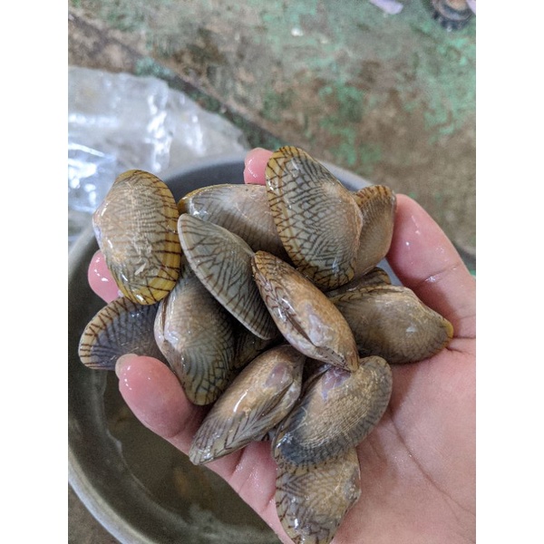 

Kerang Batik Fresh Frozen 1kg