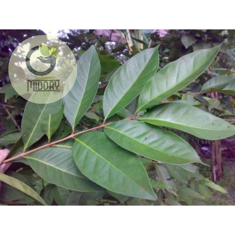 

Daun salam
