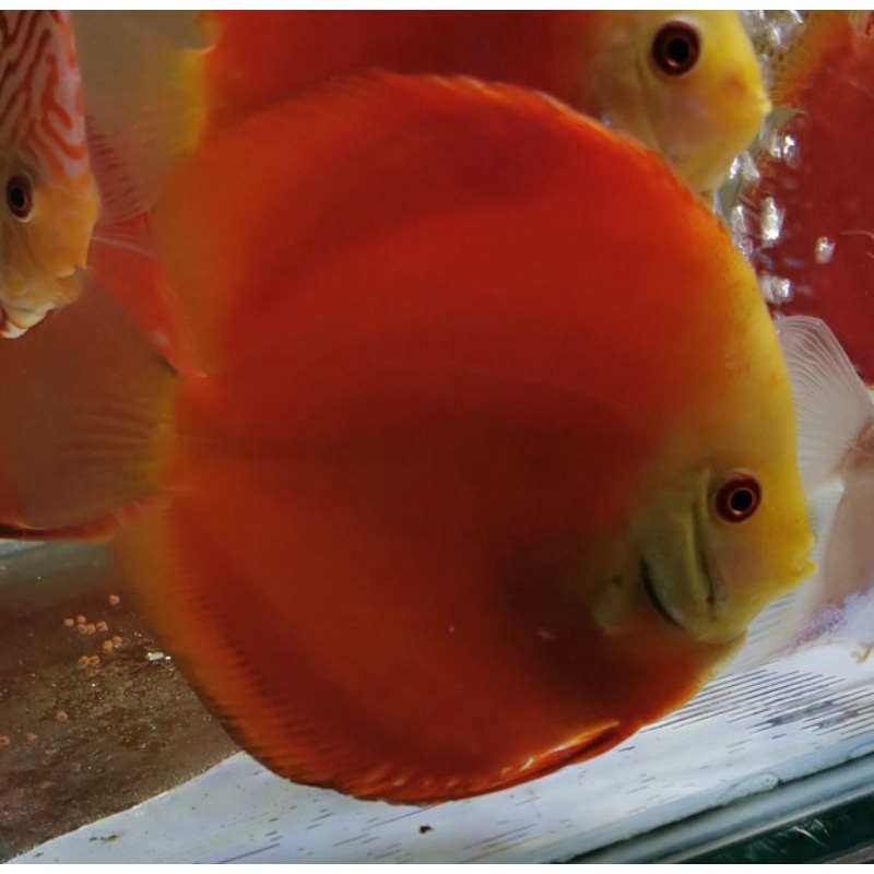 Ikan hias Discus Indukan uk hampir 5inch Red Melon Yellow face foto asli ikannya