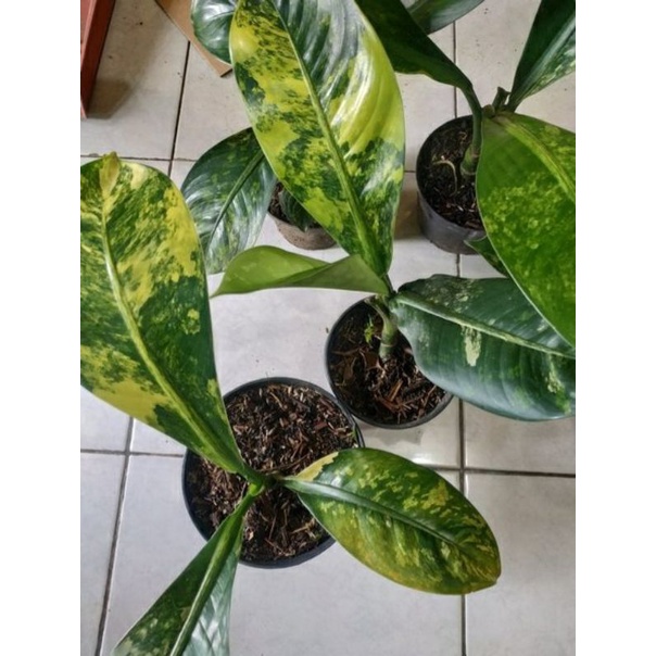 Diven Giant Varigata yellow Diven panglima varigata congo varigata