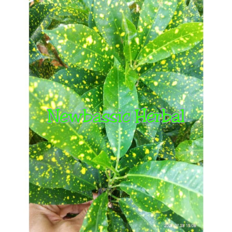 

daun pagar daun kuning alami herbal