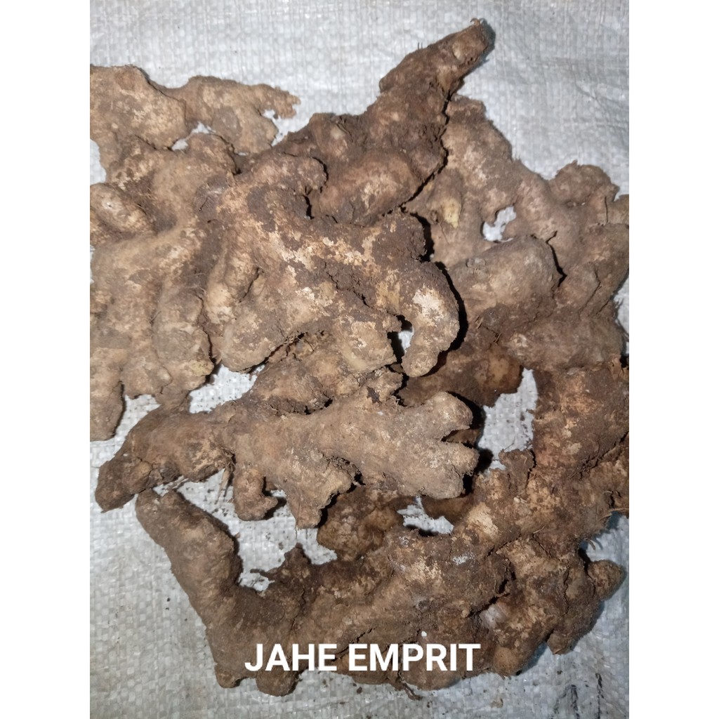 JAHE EMPRIT SUPER 500g MURAH SEGAR TUA [COD]