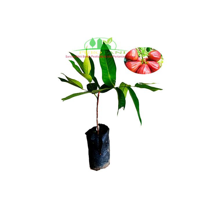 Bibit jambu citra