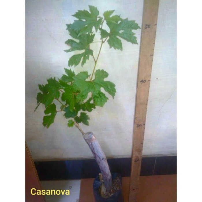 Bibit anggur import casanova hasil grafting