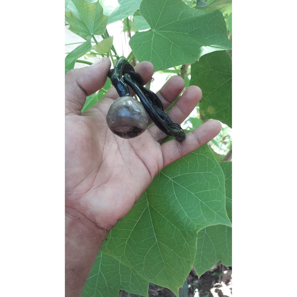 gelang akar bahar bonggol size kantor