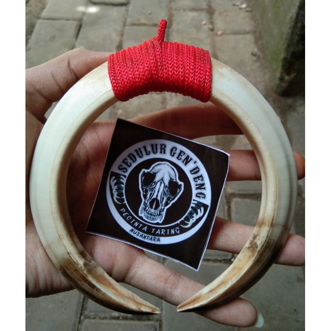 TARING BABI ASLI SEPASANG 12CM