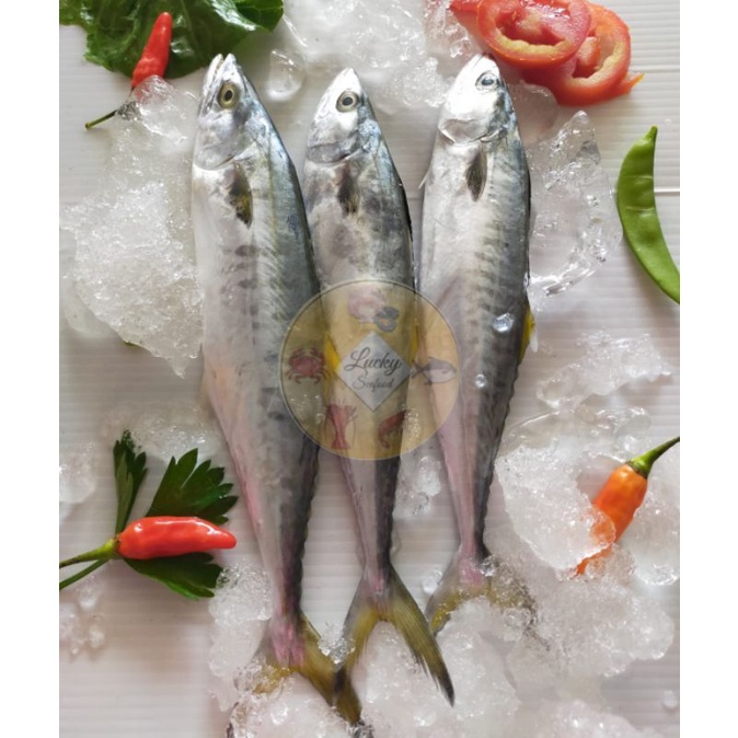 

IKAN TENGGIRI KECIL 500 GRAM