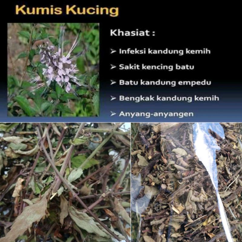 

Daun kumis kucing kering original
