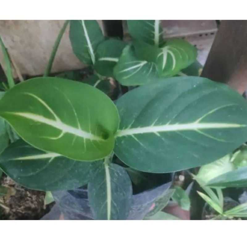 BISA(COD)JUAL ANAKAN DIFEN GURITA/TULANG IKAN