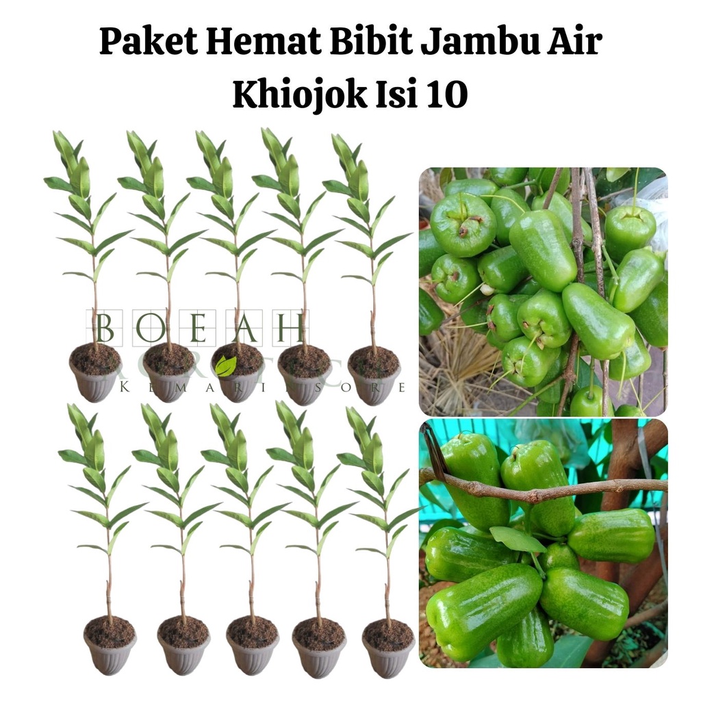 Paket Hemat Bibit Jambu Air Khiojok Okulasi Isi 10 Bonus Bibit Strawberry+Polibag