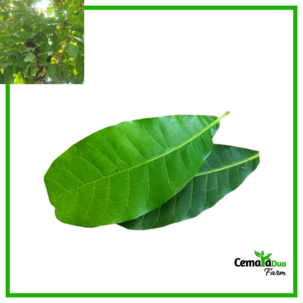 

Daun Jambu Mente/Jambu Monyet/ Jambu Mede Segar