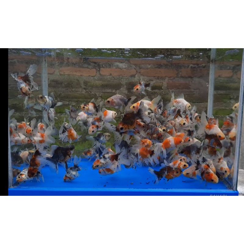 Ikan Maskoki Oranda Rosetail Calico Bluebase Aquascape Termurah