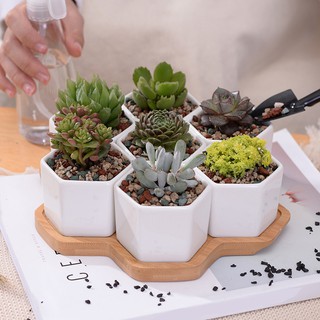 Set Pot Keramik Bentuk Hexagon Bahan Porselen Warna Putih Set Pot Keramik Bentuk Hexagon Bahan Porselen Warna Putih