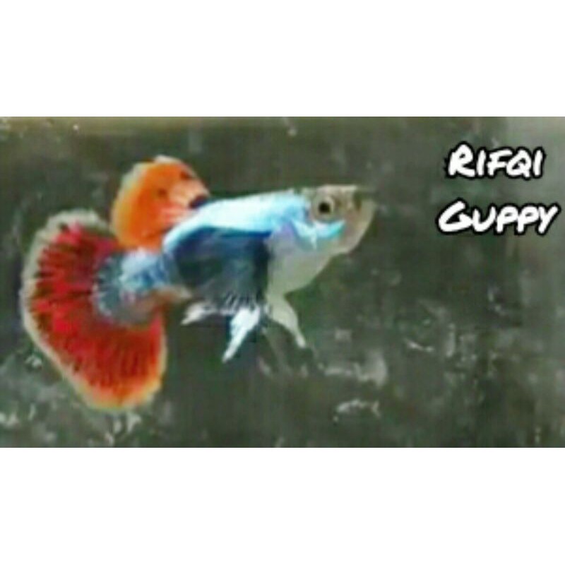 

Ikan Guppy Platinum Red Mozaik Big Ear (PRMBE) Ikan Hias