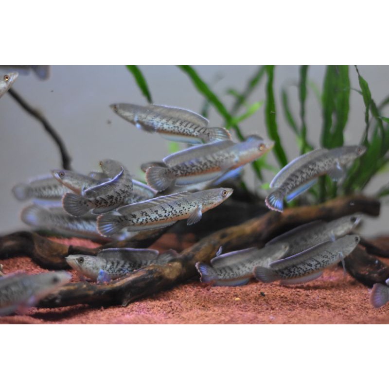 Stewartii Premium ( Sortir )